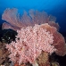 coral_soft_pc_v_0705_png1936.jpg
